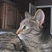 Photo d'Ocicat