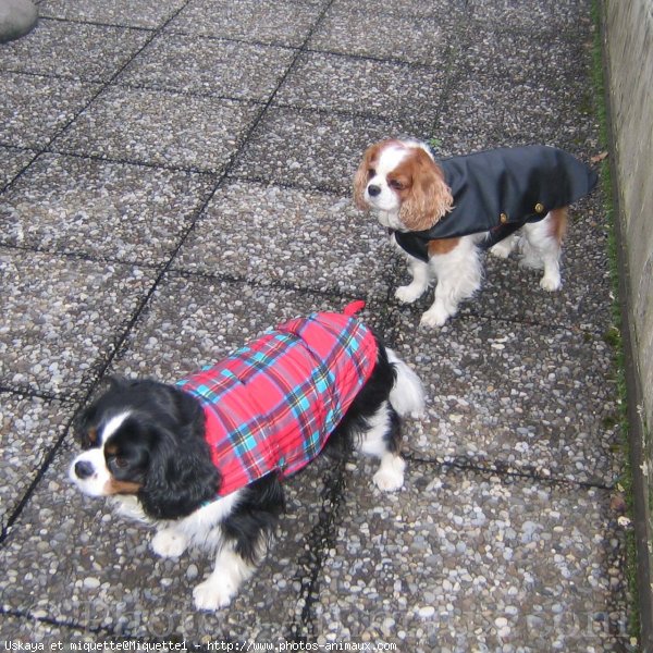 Photo de Cavalier king charles spaniel