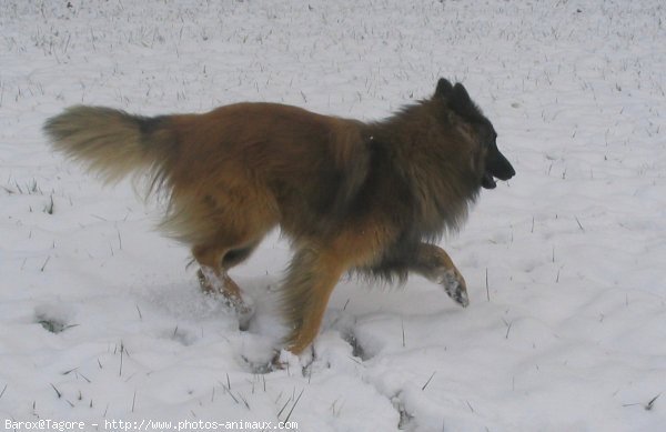 Photo de Berger belge tervueren