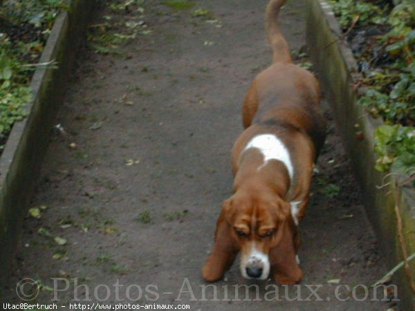 Photo de Basset hound