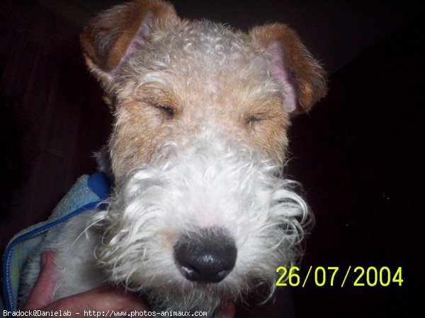 Photo de Fox terrier  poil dur