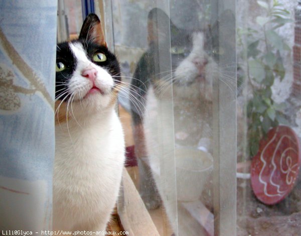 Photo de Chat domestique