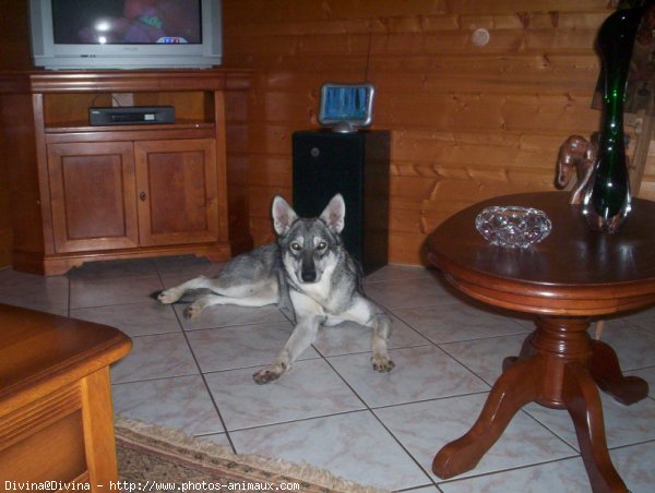 Photo de Chien-loup de saarloos