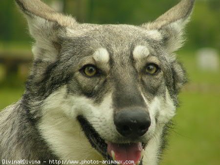 Photo de Chien-loup de saarloos