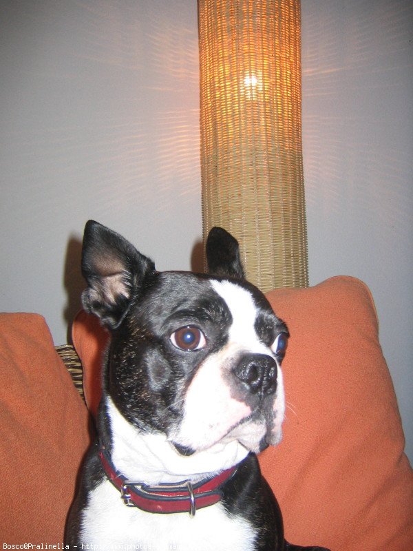 Photo de Boston terrier