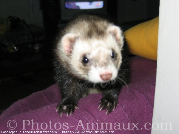 Photo de Furet