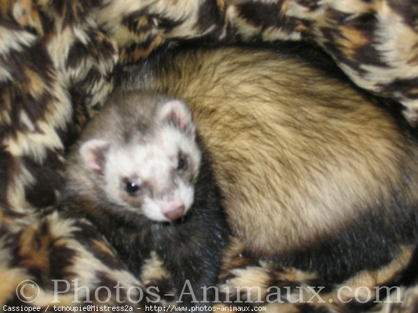 Photo de Furet