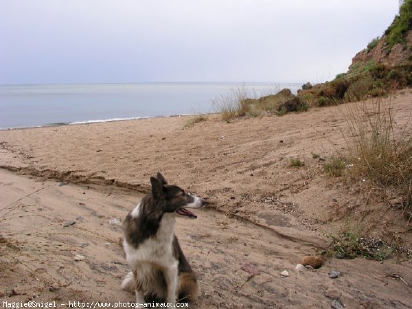 Photo de Border collie