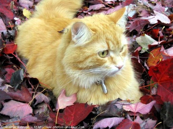 Photo de Chat domestique