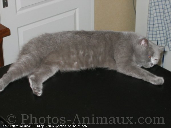 Photo de British shorthair