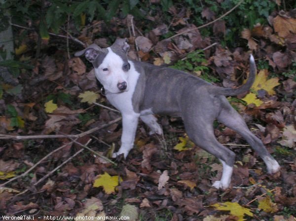 Photo d'American staffordshire terrier