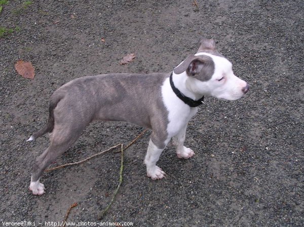 Photo d'American staffordshire terrier