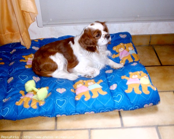 Photo de Cavalier king charles spaniel