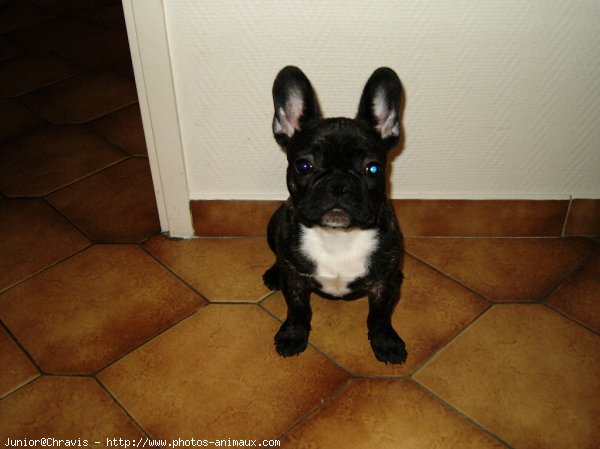 Photo de Bouledogue franais