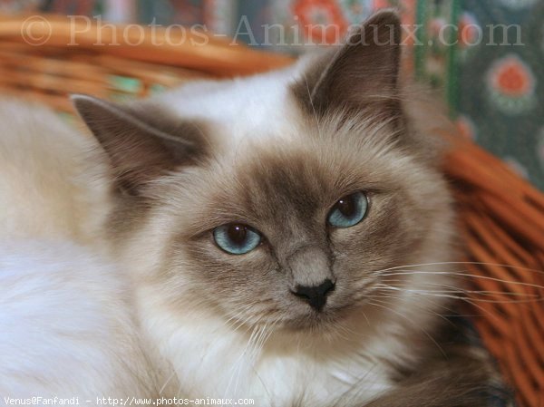 Photo de Sacr de birmanie