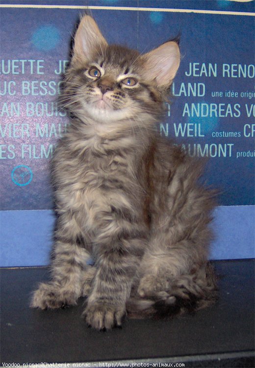 Photo de Maine coon