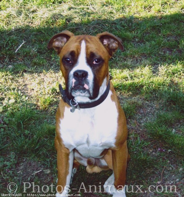 Photo de Boxer