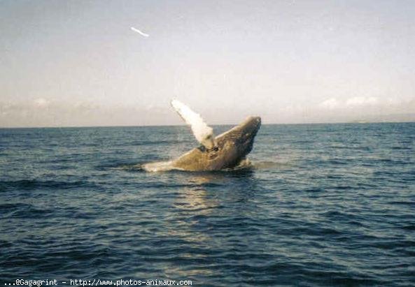 Photo de Baleine