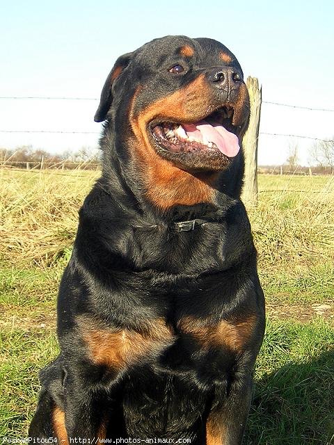 Photo de Rottweiler