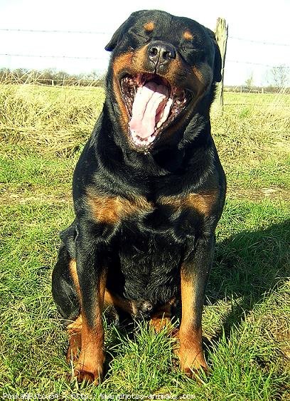 Photo de Rottweiler