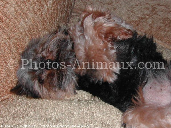 Photo de Yorkshire terrier