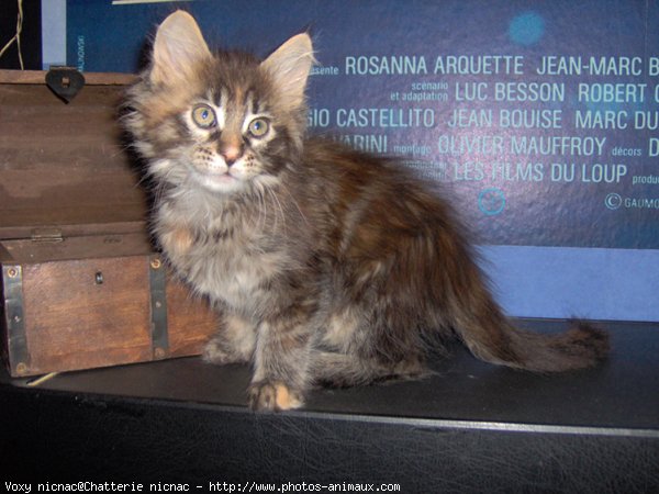 Photo de Maine coon