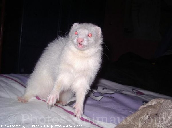 Photo de Furet