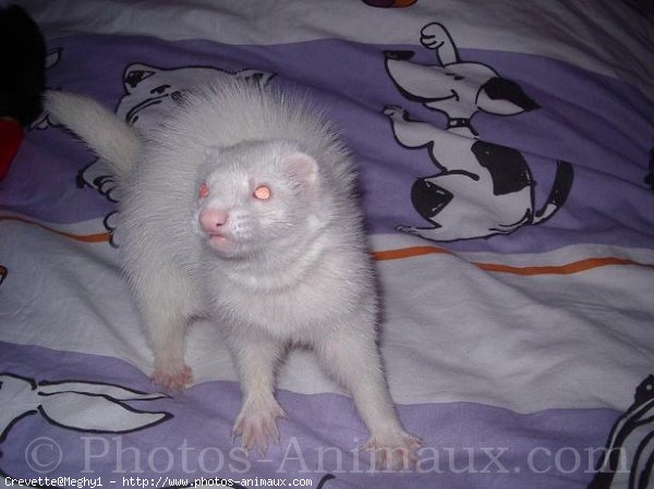 Photo de Furet