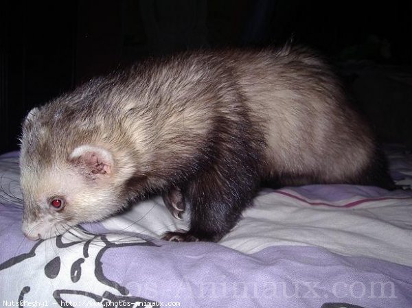 Photo de Furet