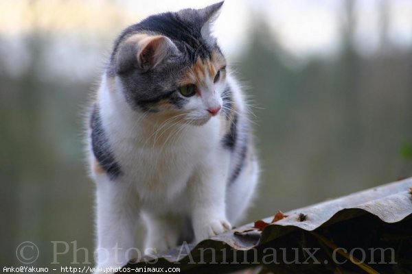 Photo de Chat domestique