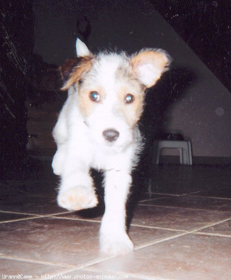 Photo de Jack russell terrier