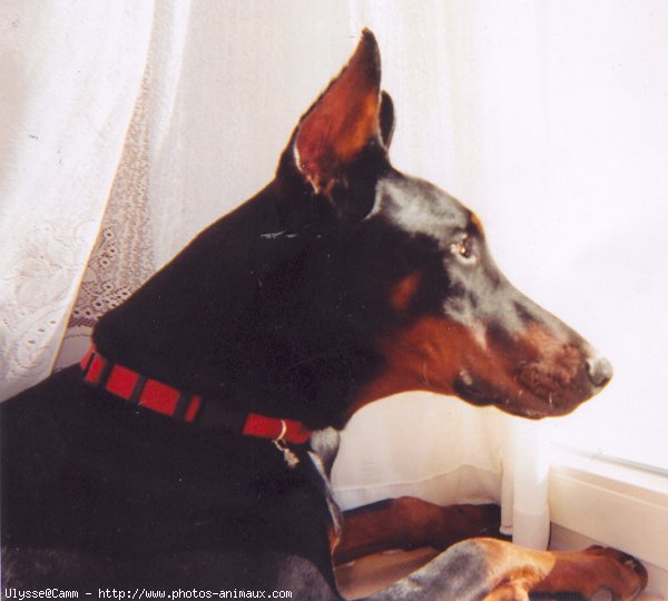 Photo de Dobermann