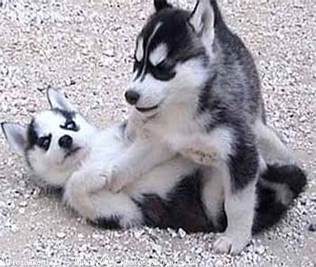 Photo de Husky siberien