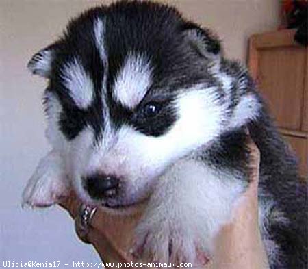 Photo de Husky siberien