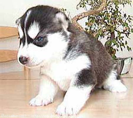 Photo de Husky siberien