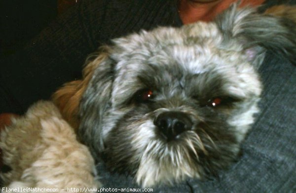 Photo de Shih tzu