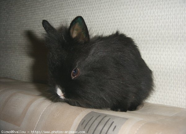 Photo de Lapin