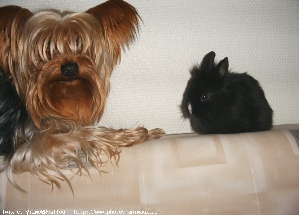 Photo de Yorkshire terrier