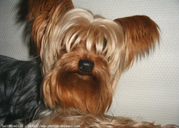 Photo de Yorkshire terrier