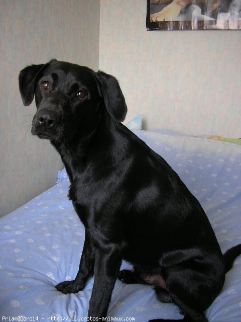 Photo de Labrador retriever