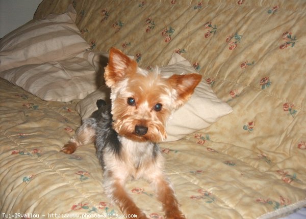 Photo de Yorkshire terrier