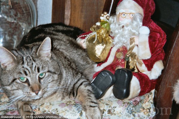 Photo de Chat domestique