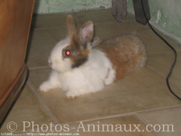 Photo de Lapin