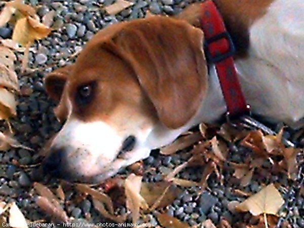 Photo de Beagle