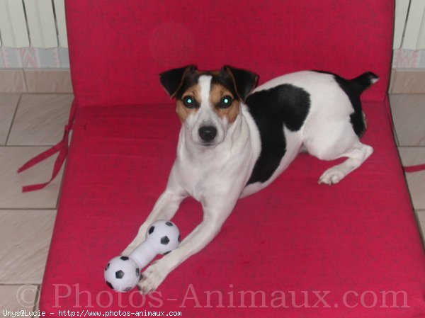 Photo de Jack russell terrier