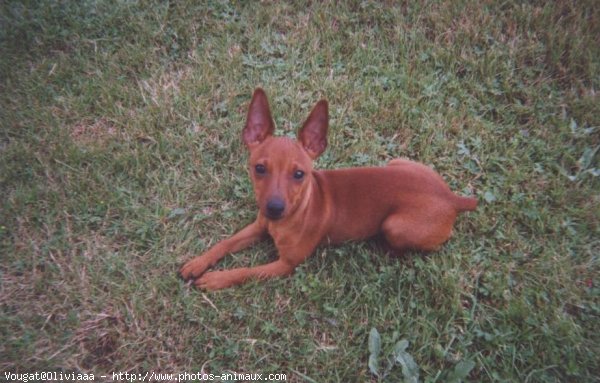 Photo de Pinscher nain