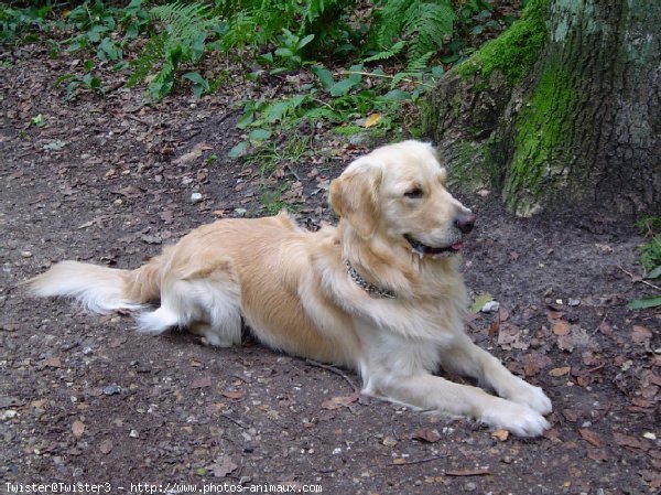 Photo de Golden retriever