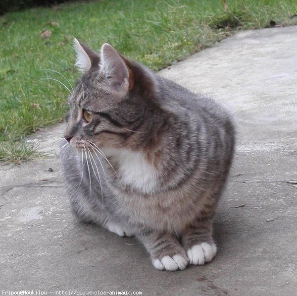 Photo de Chat domestique