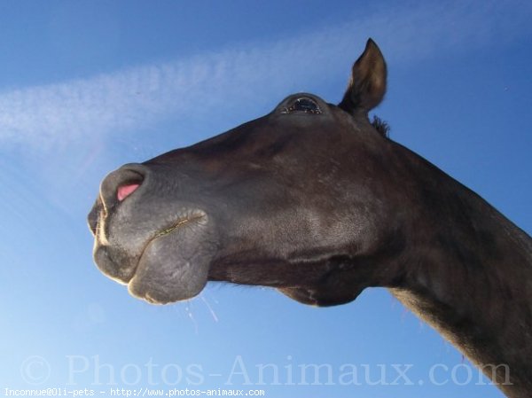 Photo de Races diffrentes