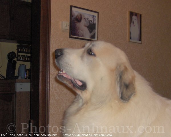 Photo de Chien de montagne des pyrnes